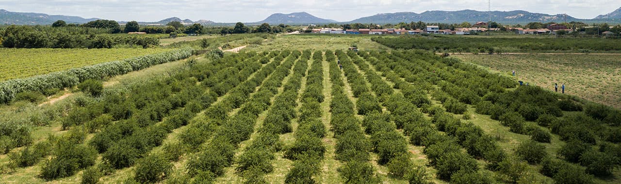 Acerola field in Brazil Acerola field in Brazil