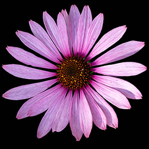 Echinacea purpurea