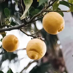 Naturals
