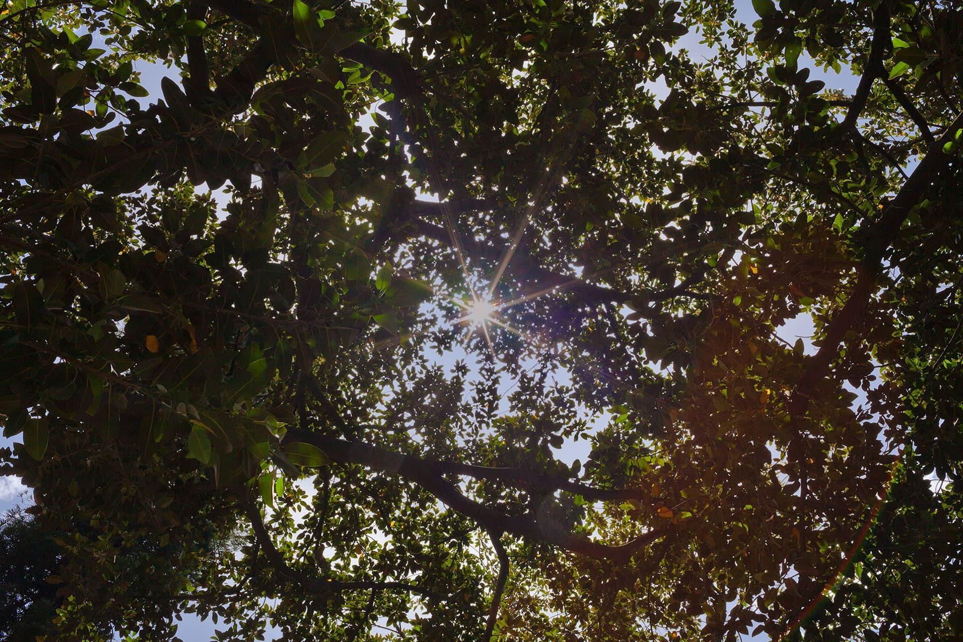 sunlight under trees