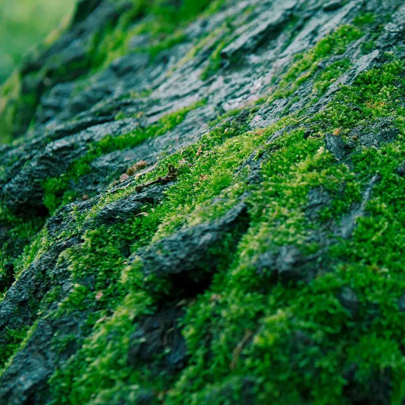 Green forest moss