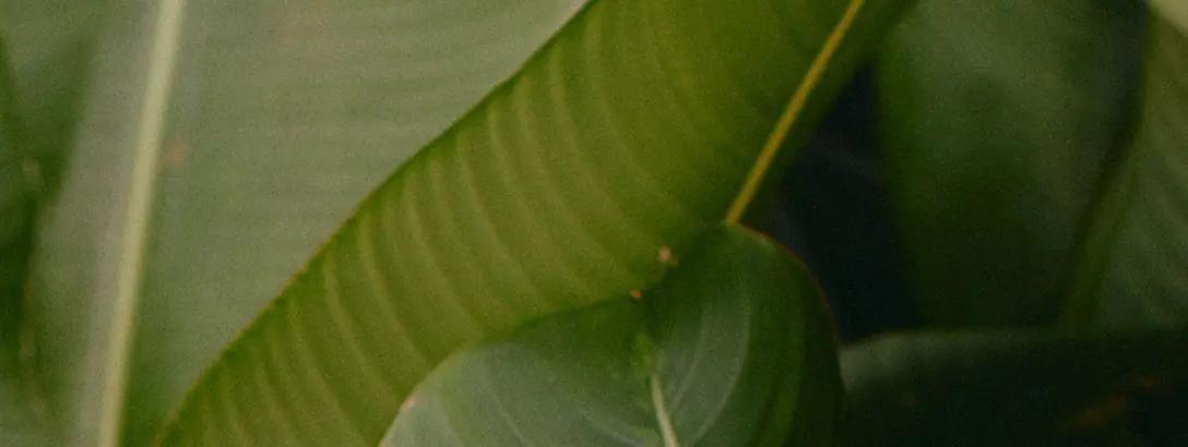 Giv-leaves