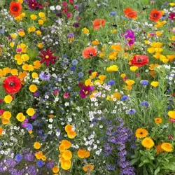 naturebiodiversity