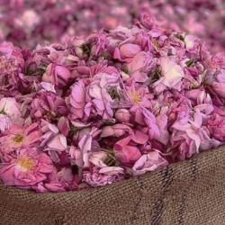 Fine Fragrances