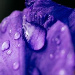Fragrance Ingredients