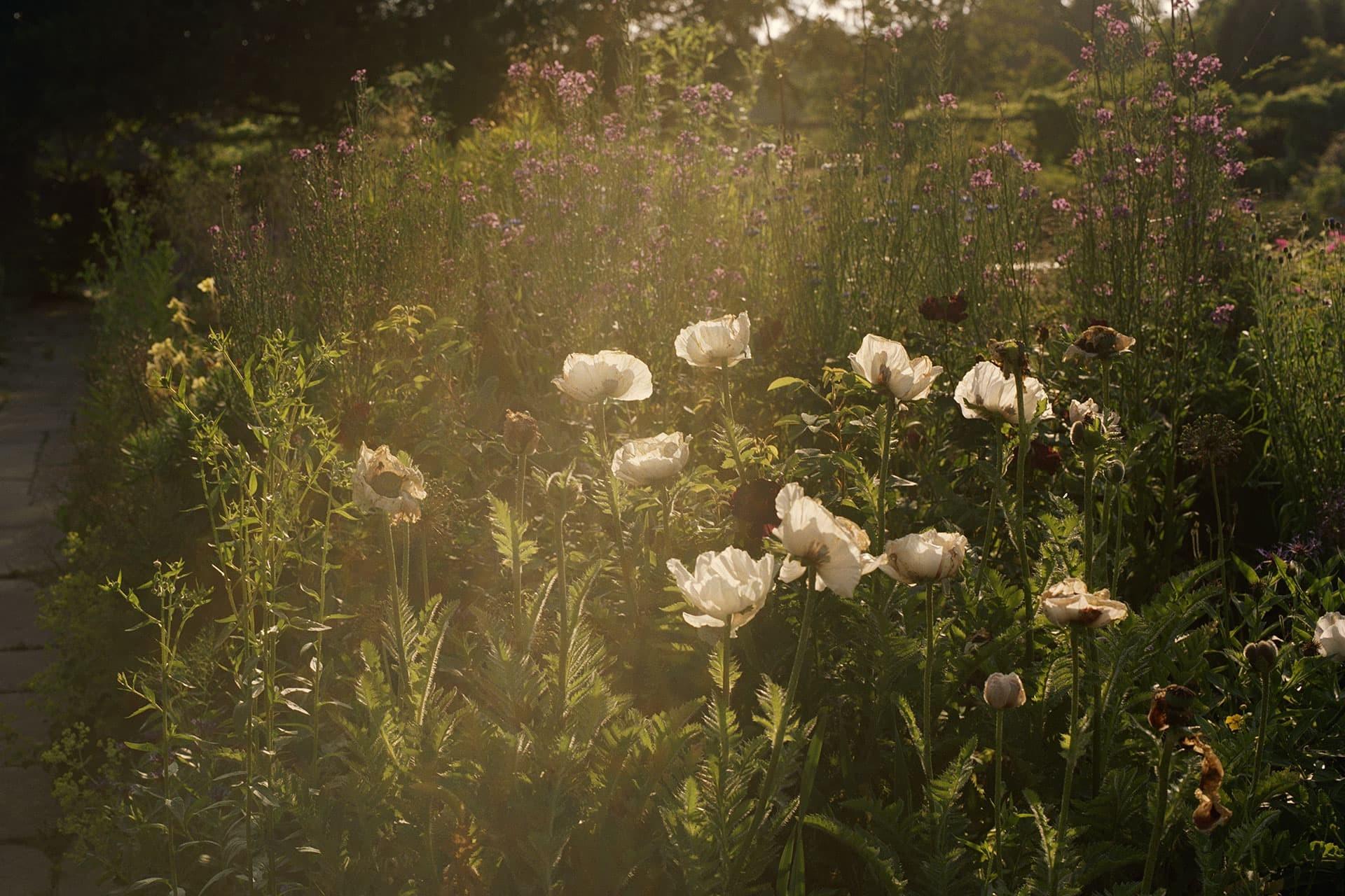 white flowers