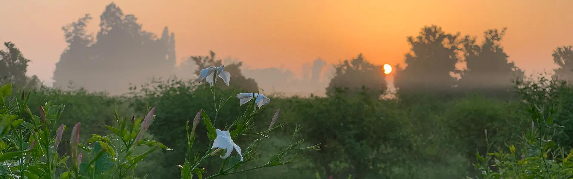 Jasmin Field Egypt