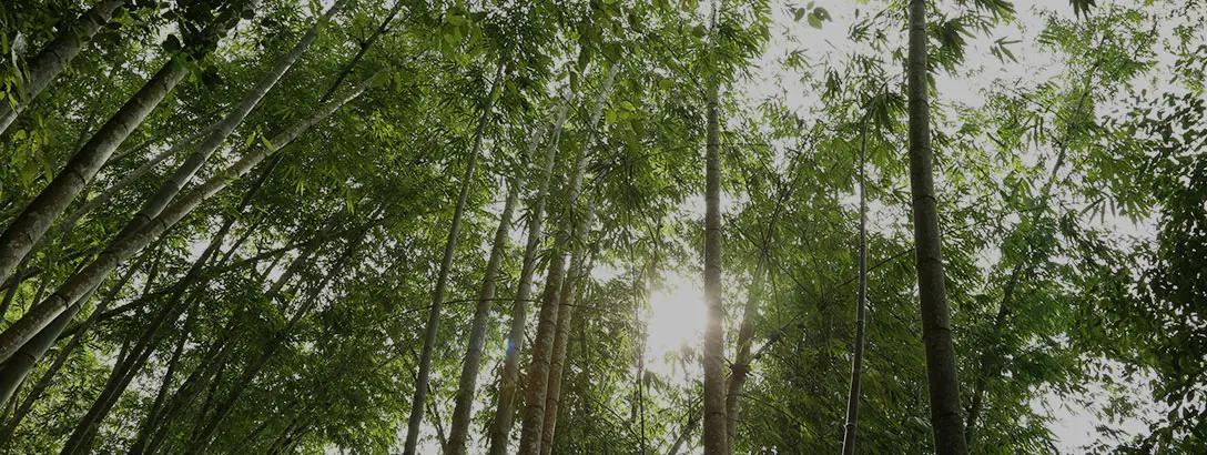 Bamboe forest