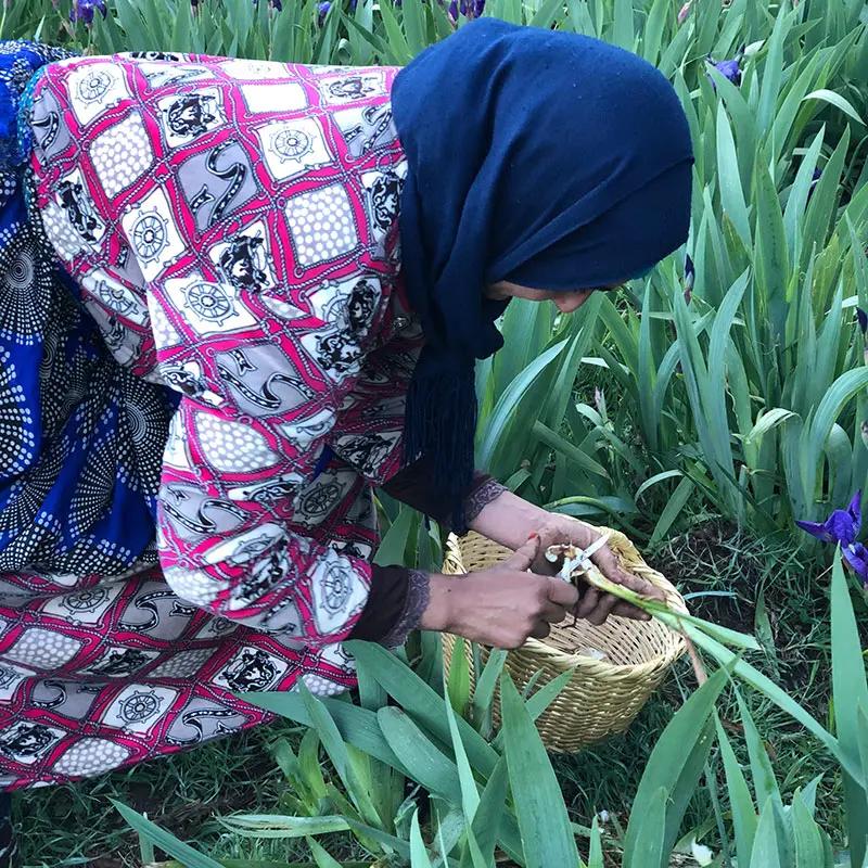 Local woman harvesting iris in Morocco