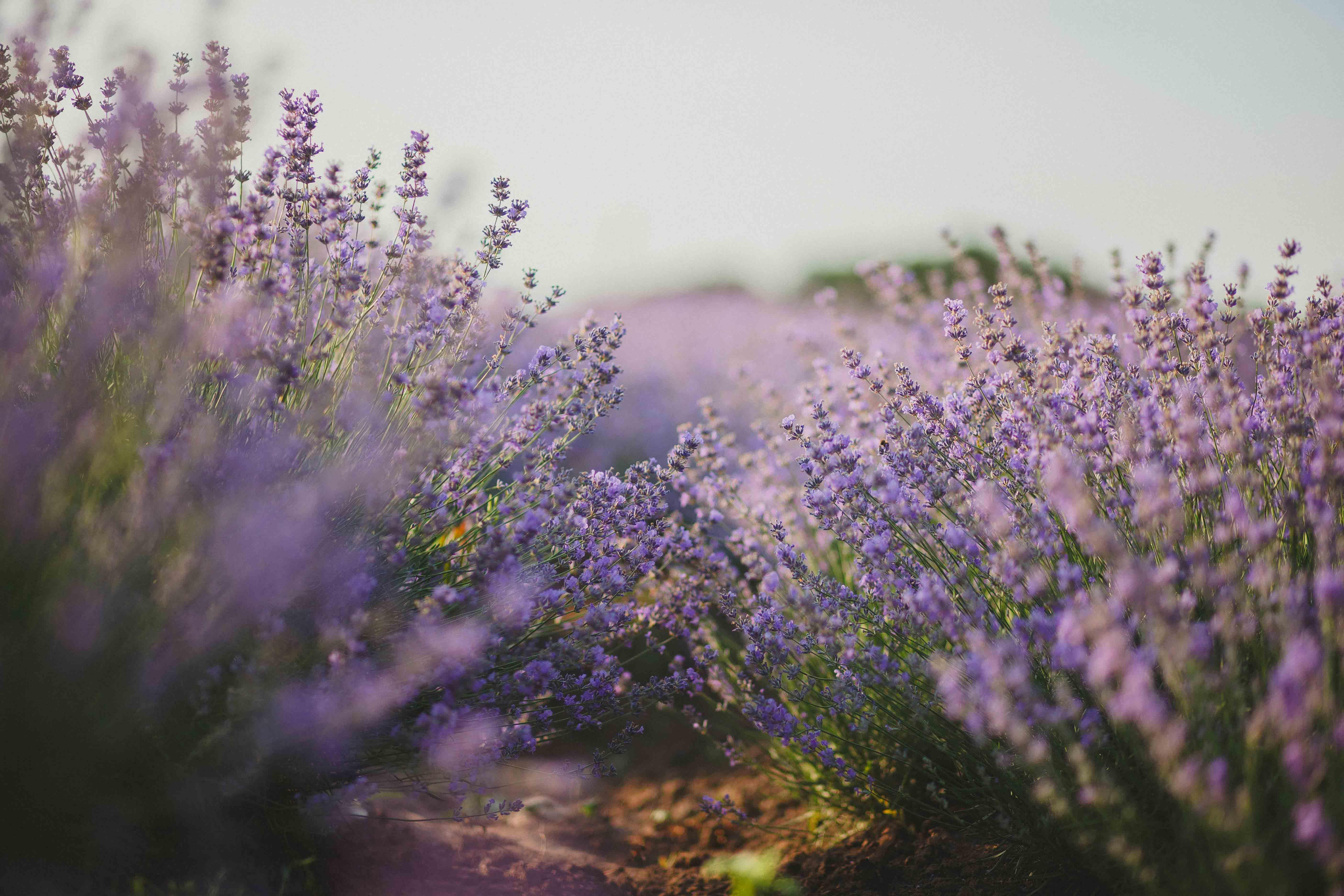Giv_lavender