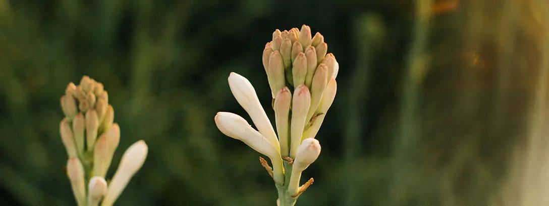 Macro image of a tuberose flower