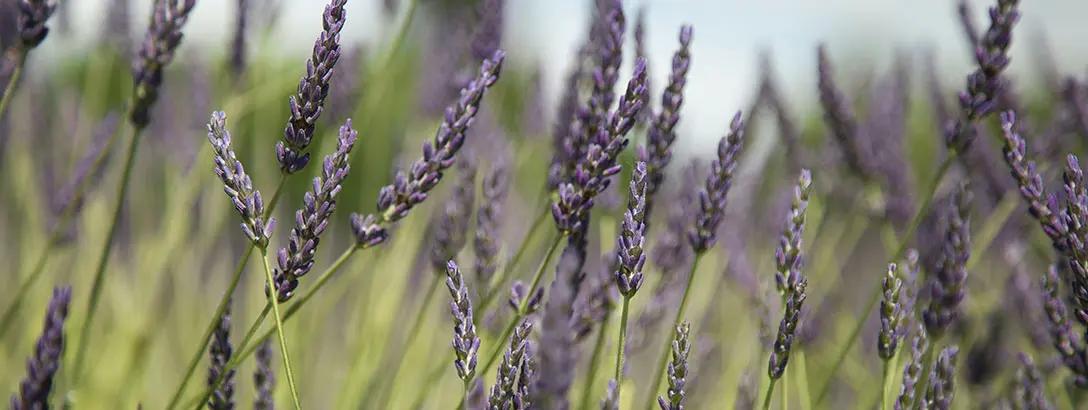 Delicate purple lavender flowers rise gracefully against a blurred green background. The image captures the serene beauty of a lavender field, evoking a calm, inviting atmosphere.