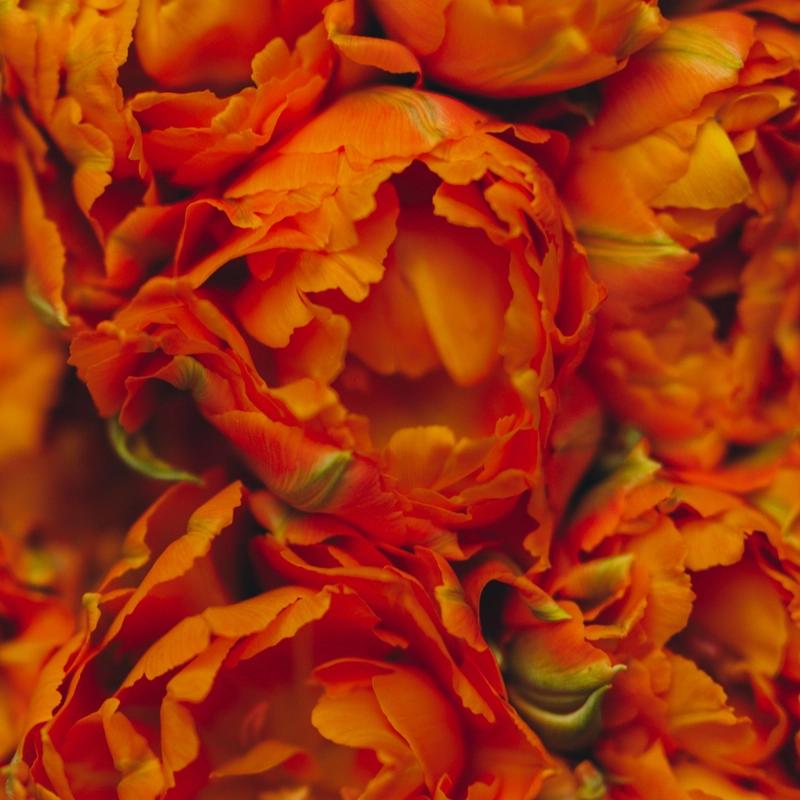 Close-up of densely layered orange and red flowers with ruffled petals, green accents, and a vibrant, warm, richly textured mood.