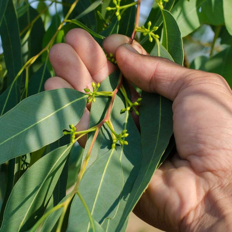 A hand gently holds a leafy branch with small green flower buds, highlighting the plant’s fresh growth in bright sunlight. The scene feels calm and natural.