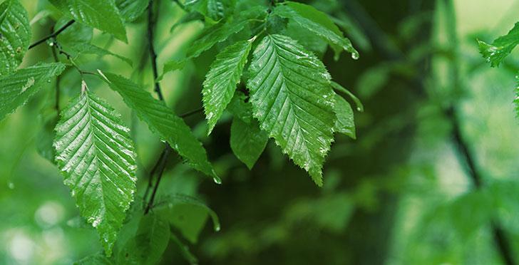 奇华顿签署商业自然联盟（Business for Nature）组织的行动纲领，进一步加强对于自然与气候的承诺