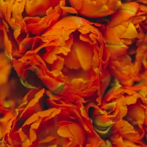 Close-up of densely layered orange and red flowers with ruffled petals, green accents, and a vibrant, warm, richly textured mood.