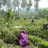 Patchouli farmers in Sulawesi, Indonesia