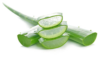 Aloe vera