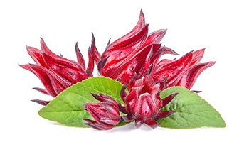 Hibiscus Hibiscus