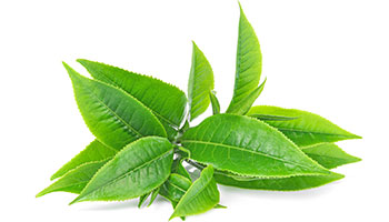 Green tea Green tea