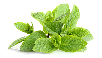 Lemon balm Lemon balm